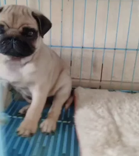 家庭宠物繁殖户出售:鹰版巴哥公,品相非常漂...