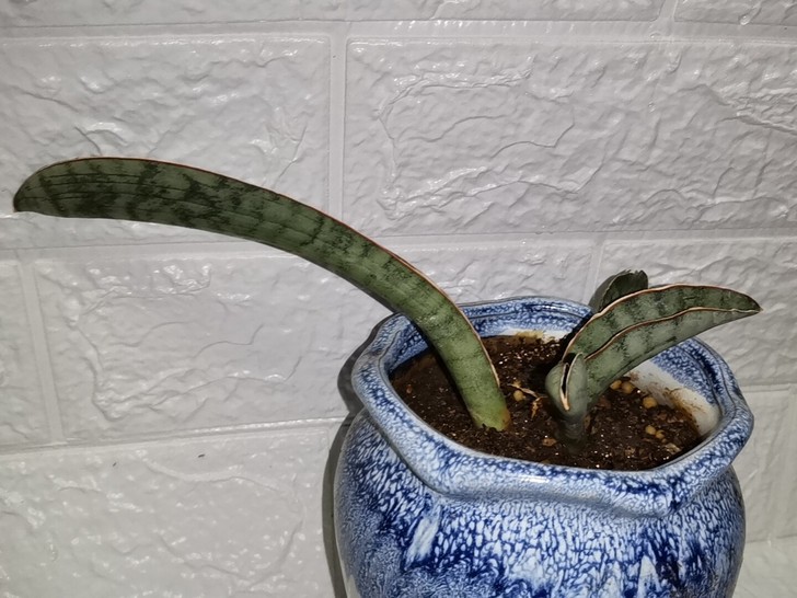 泰国进口虎皮兰虎尾兰/白棒球杆/一母一子