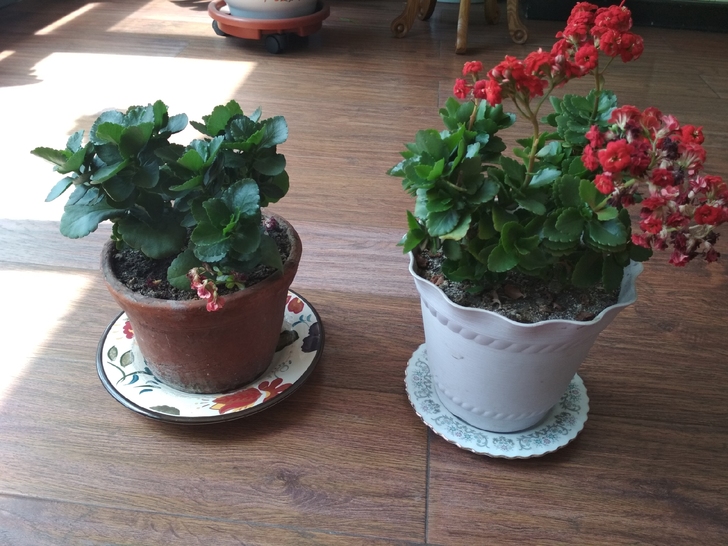 长寿花易养,花期长,一般年前开放至次年5丶...