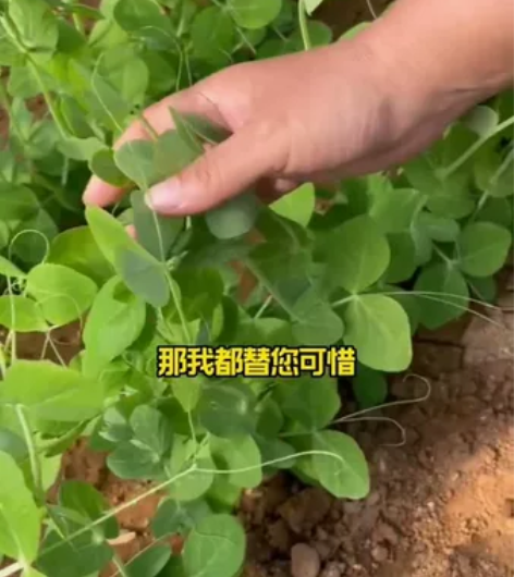非常适合家庭种植的豌豆苗，土培水培都可以，...