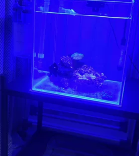 出一套小海缸，奥德赛滤筒静音，灯，30方超...