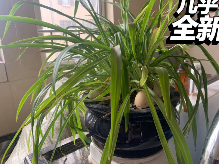 大陶瓷盆吊兰。尺寸22*45。花盆纯陶瓷。...