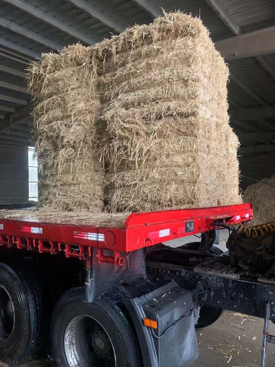 大小包鍘段稻草大量现货