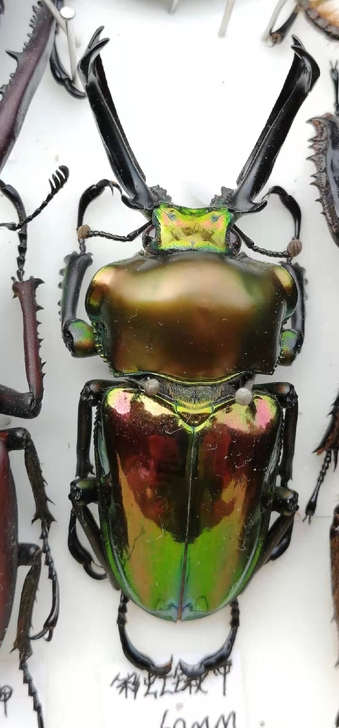 彩虹锹甲 昆虫标本  60mmA1