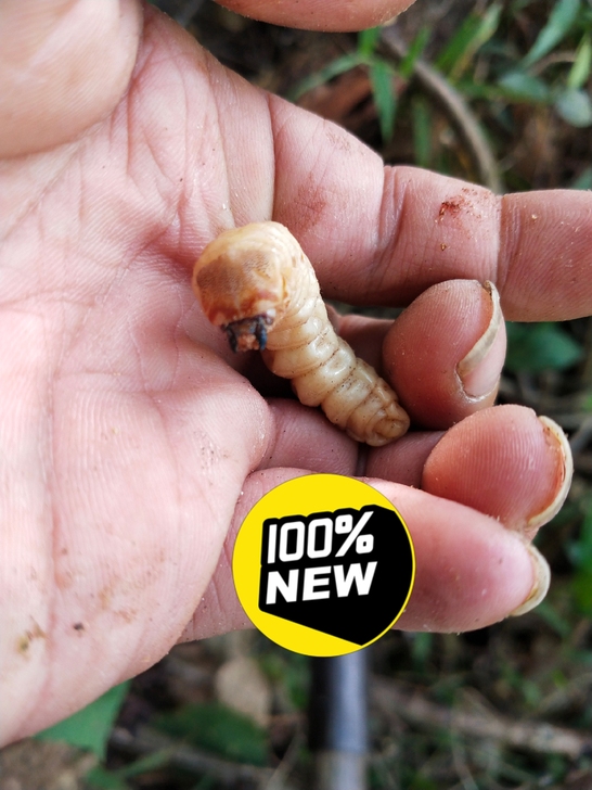 云华树里面的斗米虫,营养价值,药用价值非常...