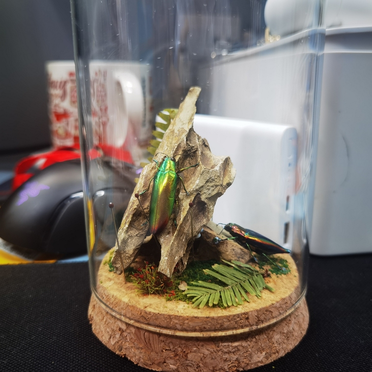 接昆虫标本制作，视想要昆虫而定，自己摆在家...