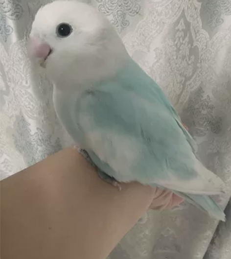 家庭精养松闪派，松石薰，松伊莎，蓝伊莎，已...