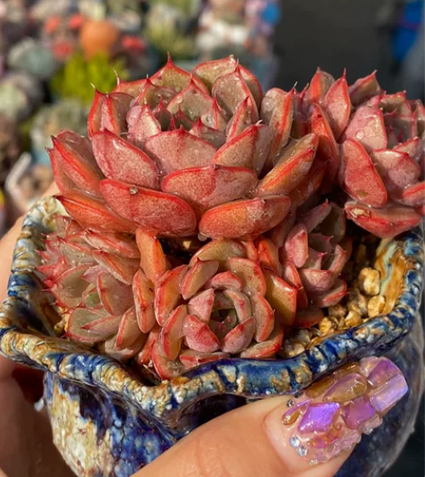 【劳伦斯手捧群飘枝】冠服6.5-7cm。木...