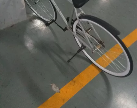 死飞一辆，车架灰铝，功能正常！成色一般！限...