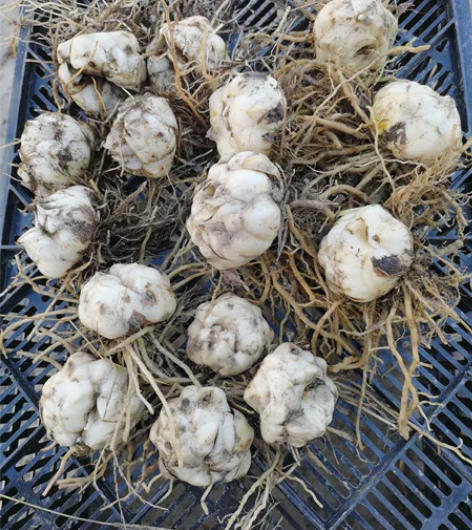 童年,橙色宝贝,甜蜜糖果三个品种每个5球共...