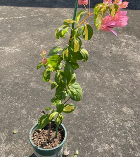 三角梅金心橙白，可以做高飘。东莞大岭山自提...