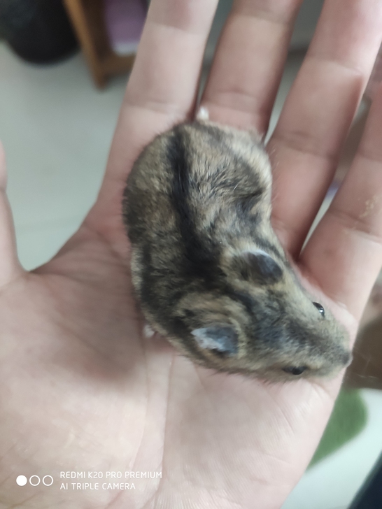 出售自家银狐小仓鼠超可爱(//##amp；...