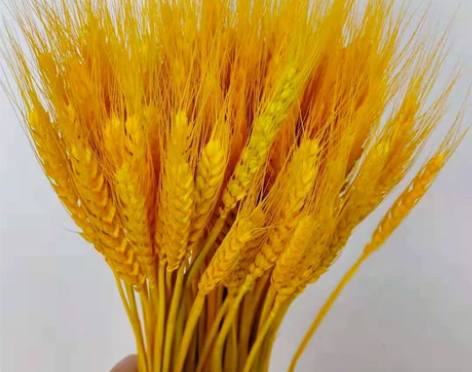 【9.8元100支】麦穗干花新年开业摆放插...