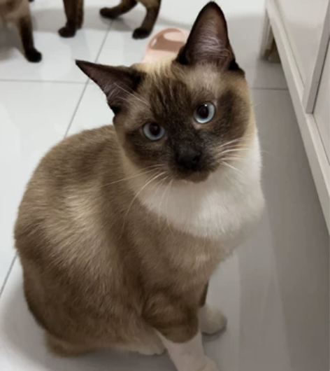 暹罗猫咪相亲  一岁半公猫找对象，自家养的...