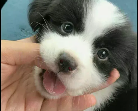 狗狗自提自家养的边牧幼犬,边牧幼犬宠物狗狗...