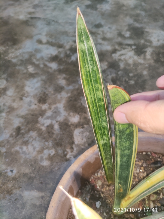 虎皮兰，虎尾兰，棒球杆锦，出售如图所示的侧...