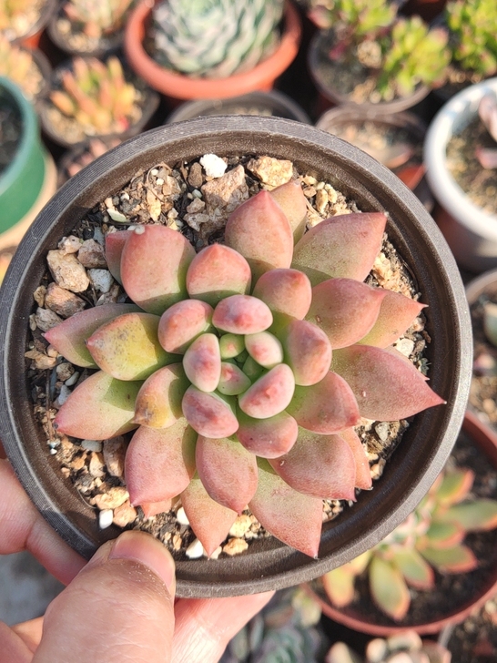 冰心公主5，脱土发货39包邮