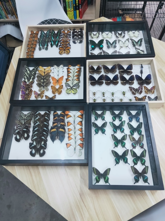 蝴蝶标本，展翅品