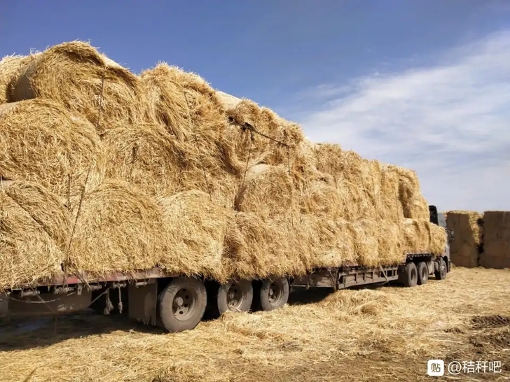 稻草出售 量大优惠 发全国。