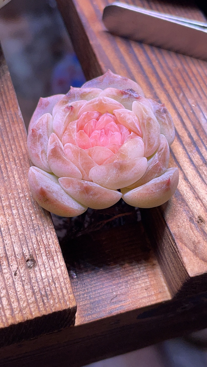 冰心糖心纯爱,荧光色,钻石心,养了很久,就...