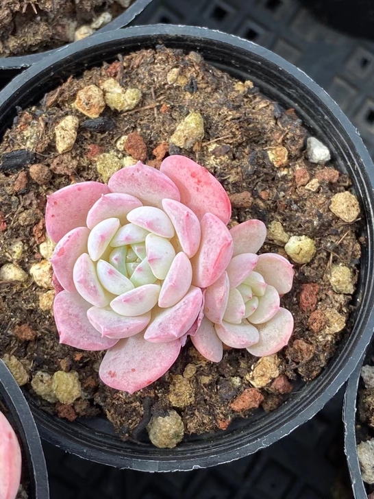 粉爱 粉粉的控下都会出糖心冰心