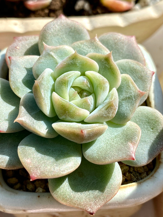 冰心纯爱 里面芯透 尺寸：7cm左右