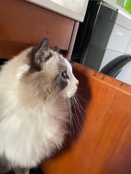 猫之眼 猫眼三姐妹 北条司 港版  玉皇朝...