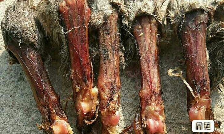 带髀石  狐狸爪子完整的  标本 摆件