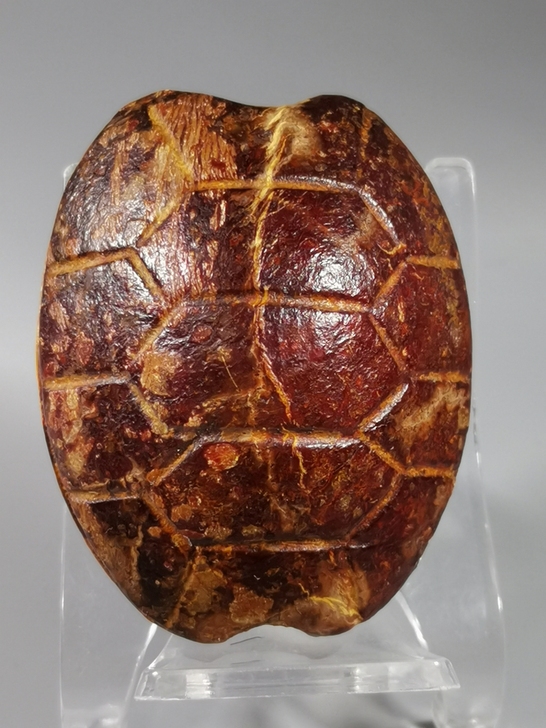 龟壳！早年旧藏，品相完整如图，雕工细腻纯朴...