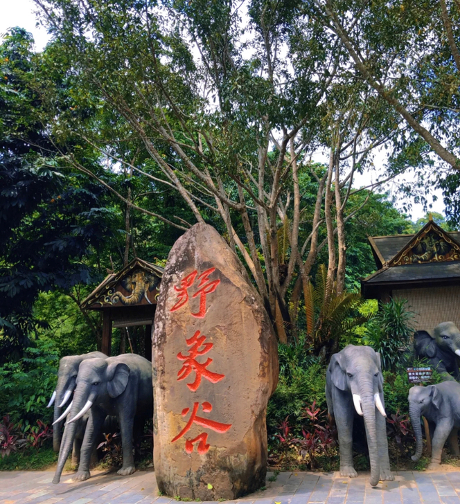 野象谷-森林公园-往返直通车接送丨成人套票...