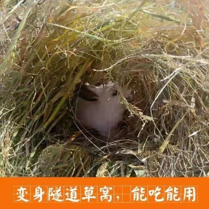 新稻草兔子荷兰猪保暖干稻草宠物食用草天然草...