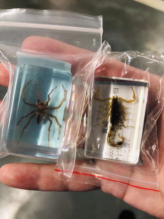 摆地摊时进的一些昆虫标本便宜处理真实昆虫树...