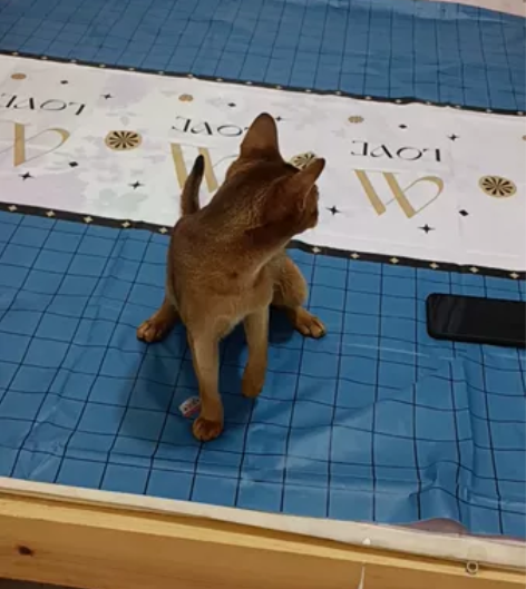 阿比西尼亚成猫，种母出售，原始色，品相自己...
