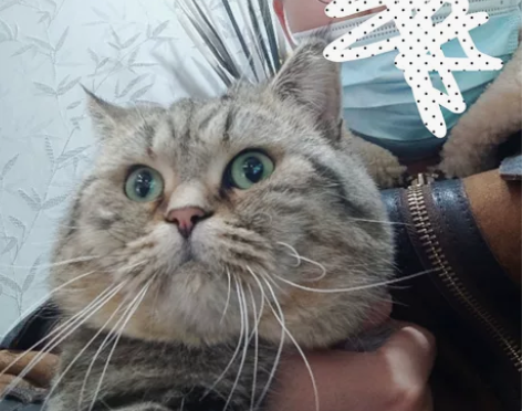 收一台手续齐全飞鹰刀郎125或155 感兴...