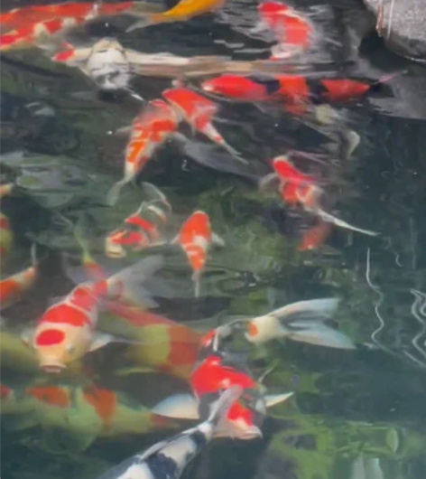 重庆私家庭院减密出部分锦鲤，都是进口非常精...