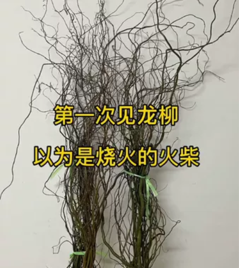 【春季水培绿植】龙柳鲜枝插花客厅落地插水植...