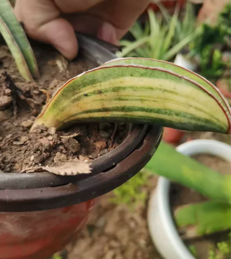 泰系虎皮兰，输入种棒球杆锦，拉丝散斑极上斑...