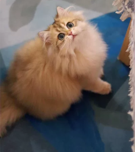 BLH Ny11 偏12家养长毛金渐层妹妹...