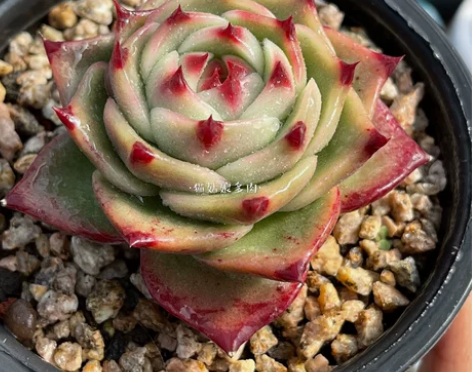 蓝龙 一物一拍 多肉植物 萌肉肉 猫姑娘多肉