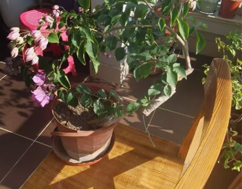 紫或者粉灯笼三角梅，不太确定，嫁接造型杆，...
