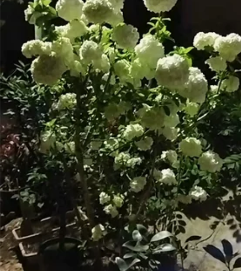 中华木绣球,斗球, 很大一棵,两米左右,...