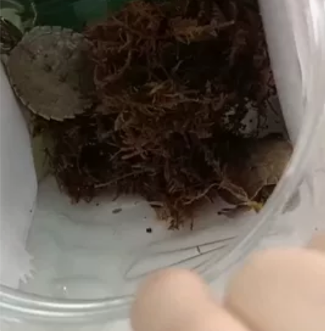 刚买的不想养了 感兴趣的话点“我想要”和...