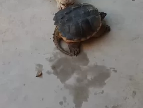 法斗狗狗，家庭原因实在是不能继续照顾，法斗...