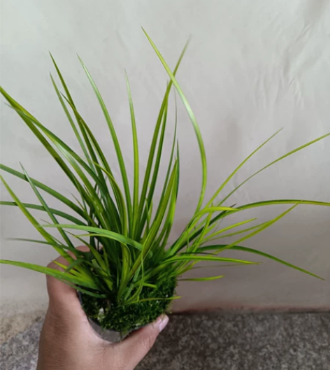 胧月菖蒲超靓，株型飘郁好养活，新店开业，3...