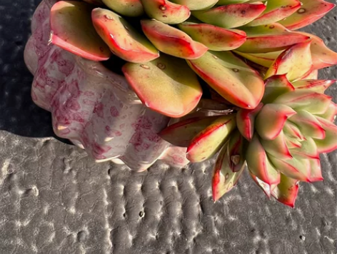 大单头带飘枝(飘枝是木质化杆子)实物很油腻...