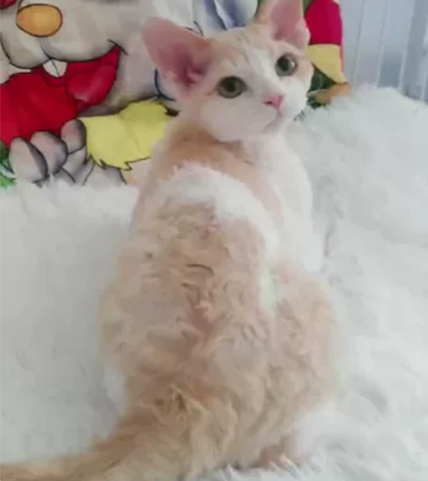 红虎斑加白德文妹妹，四个月 [1]为什么你...