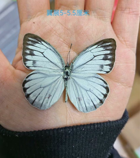 黑脉青园粉蝶未展翅原蝶,主图是展开的参考图...