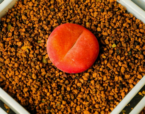 慢悠花房1129精品番杏科毛汉尼岛田生石花...