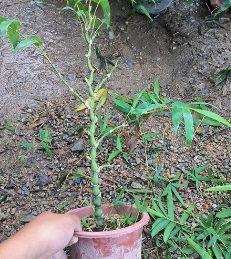 单杆，带飘，佛肚竹[超便宜][佛系][佛系...