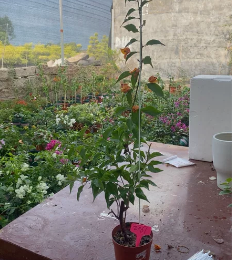 出一颗橙桑巴高飘60公分高以上 运输中掉花...